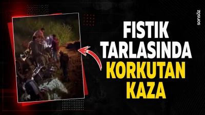 Fıstık tarlasında korkutan kaza