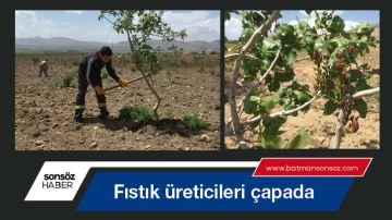 Fıstık &uuml;reticileri &ccedil;apada