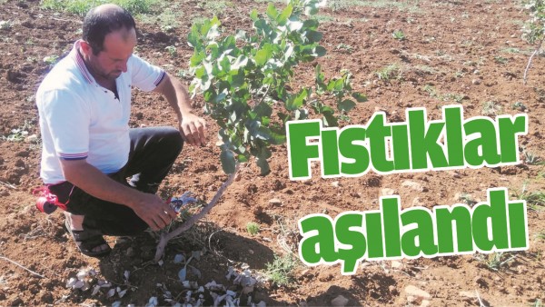 FISTIKLAR AŞILANDI