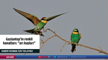 Gaziantep&rsquo;in renkli kanatları: "arı kuşları"
