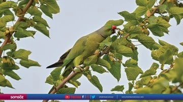 Gaziantep'in tropik kuşları &quot;Yeşil Papağanlar&quot;