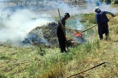 Gaziantep'te coğrafi işaretli "firik" &uuml;retimi başladı