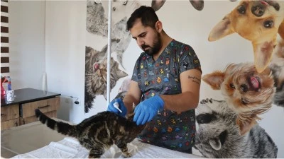 Gaziantep'te veteriner hekim tedavi ederek hayata bağladığı "Gazoz"u sahiplendi