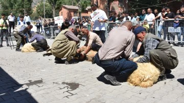 Geleneksel Kuzu Kırpma K&uuml;lt&uuml;r ve Yayla Festivali