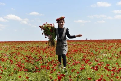 Gelincikler a&ccedil;tı, tarlalar kırmızıya b&uuml;r&uuml;nd&uuml;