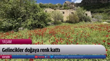 Gelincikler doğaya renk kattı