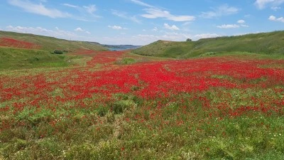 Gelinciklerin kapladığı nohut tarlaları kırmızıya b&uuml;r&uuml;nd&uuml;