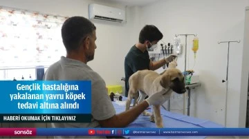 Gen&ccedil;lik hastalığına yakalanan yavru k&ouml;pek tedavi altına alındı