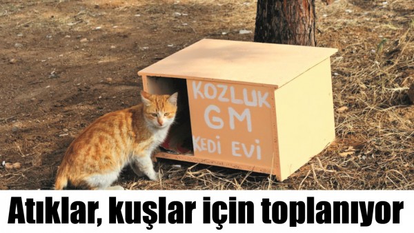 GEN&Ccedil;LİK, KEDİLERE EV YAPIYOR