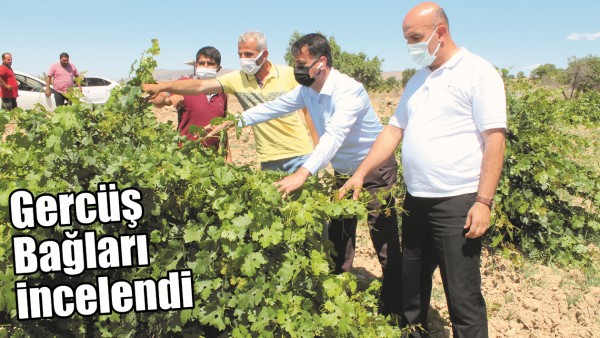 GERC&Uuml;Ş BAĞLARI İNCELENDİ