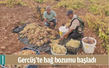 GERC&Uuml;Ş'TE BAĞ BOZUMU BAŞLADI