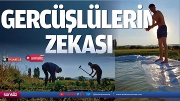 Gerc&uuml;şl&uuml;lerin zekası