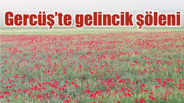 GERC&Uuml;Ş&rsquo;TE GELİNCİK Ş&Ouml;LENİ