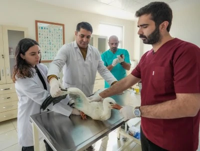 G&ouml;&ccedil; yolculuğuna katılmayan leylek "Dicle"ye tedavisinin yapıldığı merkez yuva oldu