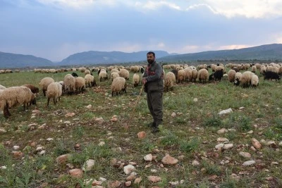 G&ouml;&ccedil;erler hayvanlarını yaylalara g&ouml;t&uuml;rmek i&ccedil;in yola koyuldu