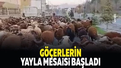 G&ouml;&ccedil;erlerin yayla mesaisi başladı