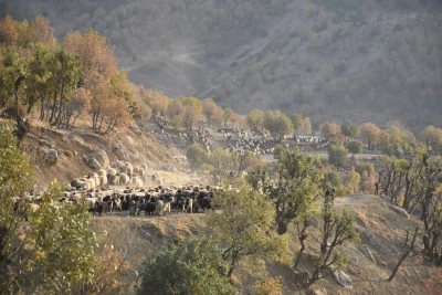 G&ouml;&ccedil;erlerin yaylalardan kışlaklara yolculuğu s&uuml;r&uuml;yor
