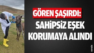 G&ouml;ren şaşırdı: Sahipsiz eşek, korumaya alındı