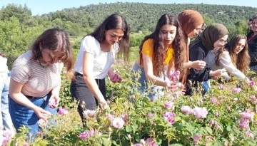 G&uuml;l tarlalarında foto safari
