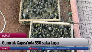Gümrük Kapısı'nda 550 saka kuşu