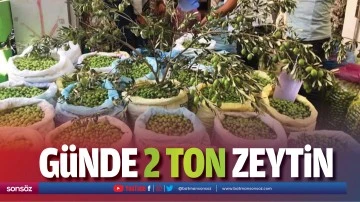 G&uuml;nde 2 ton zeytin