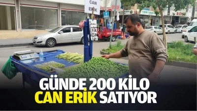 G&uuml;nde 200 kilo can erik satıyor