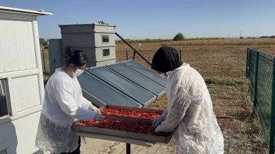 G&uuml;neş enerjisiyle &ccedil;alışan cihaz biberlerin kurutulma s&uuml;recini kısalttı