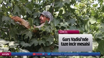Gurs Vadisi'nde taze incir mesaisi