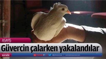 G&uuml;vercin &ccedil;alarken yakalandılar