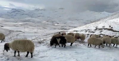&nbsp;Faraşin Yaylası'nda kar yağışı etkili oldu