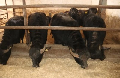 &nbsp;İtalyan mandaları alıcıları i&ccedil;in g&ouml;r&uuml;c&uuml;ye &ccedil;ıkacak
