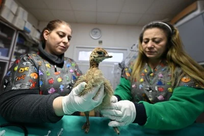 &nbsp;Deve kuşu yavrusunun bakımını klinik personeli &uuml;stlendi