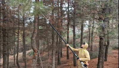 Mesire alanında budama&nbsp; yapılıyor