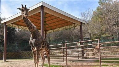 &nbsp;Doğal Yaşam Parkı'nın simgelerinden z&uuml;rafa "Şakir" &ouml;ld&uuml;