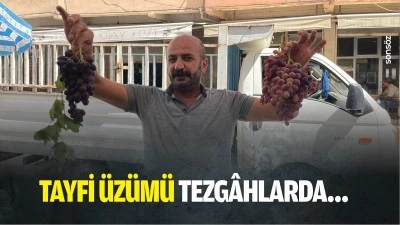 Tayfi &uuml;z&uuml;m&uuml; tezg&acirc;hlarda&hellip;