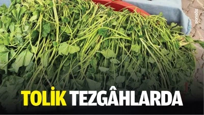 Tolik tezg&acirc;hlarda