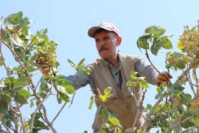 &nbsp;Boz Antep fıstığı hasadı başladı