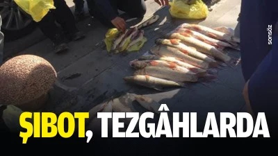 Şıbot, tezg&acirc;hlarda