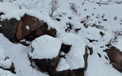 &nbsp;S&uuml;r&uuml; halindeki yaban ke&ccedil;ileri dronla g&ouml;r&uuml;nt&uuml;lendi