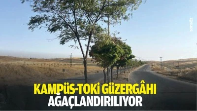 Kamp&uuml;s-TOKİ g&uuml;zerg&acirc;hı, ağa&ccedil;landırılıyor