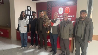 Kulaklı orman baykuşu tedavi altına alındı