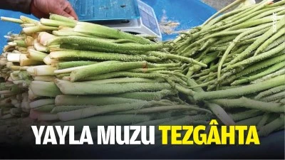 Yayla muzu tezg&acirc;hta