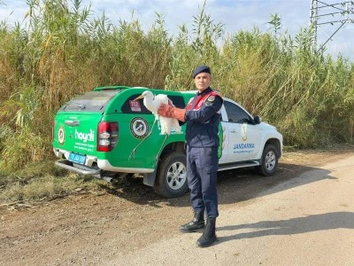 &nbsp;Ak balık&ccedil;ıl kuşu koruma altına alındı