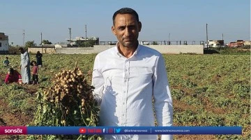 Harranlı &ccedil;ift&ccedil;i yer fıstığından iyi sonu&ccedil; aldı