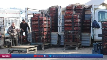 Hasadı yapılan Zivzik narının satışına başlandı