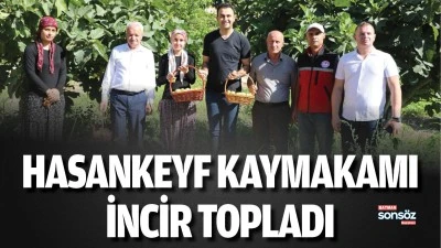 Hasankeyf Kaymakamı, incir topladı