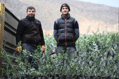 Hasankeyf&rsquo;te 40 &ccedil;ift&ccedil;iye zeytin fidanı dağıtıldı