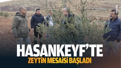 Hasankeyf&rsquo;te zeytin mesaisi başladı