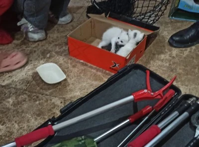 Havalandırma boşluğuna d&uuml;şen kediler kurtarıldı