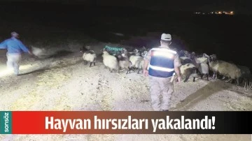 HAYVAN HIRSIZLARI YAKALANDI!